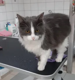 Salon za mačke TAČKA Maribor, Štajerska