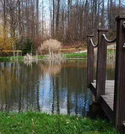 Domača Žametna črnina Buče