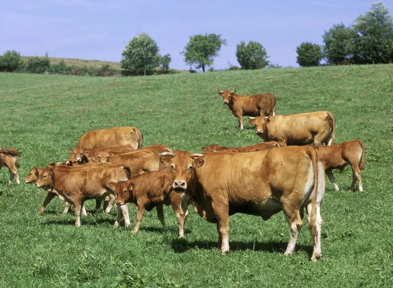 Govedo limuzin na pašniku Čreda goveda limuzin pasme se pase na zeleni pašniku pod modrim nebom.