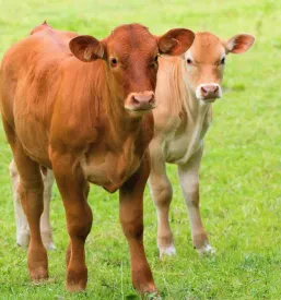 Dve teleti limuzin pasme stojita na zelenem travniku in gledata v objektiv.